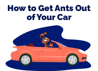 How to Get Ants Out of Car