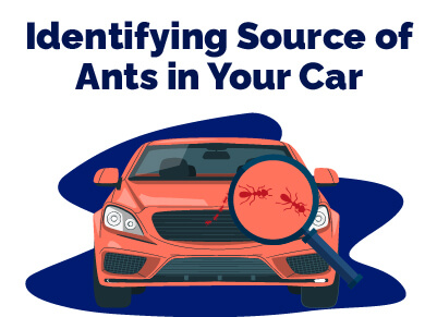 Identifying Source of Ants in Car