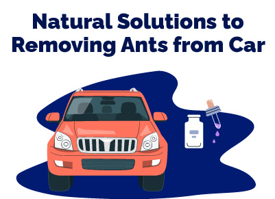 Natural Solutions of Removing Ants from Car