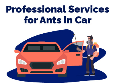 Professional Services for Ants in Cars