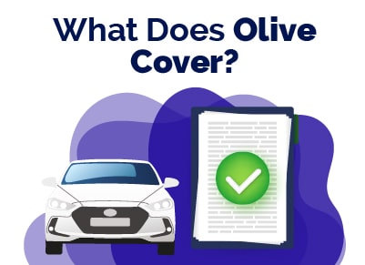What Does Olive Cover